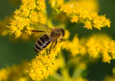 Georgian Bay Honey - Bees